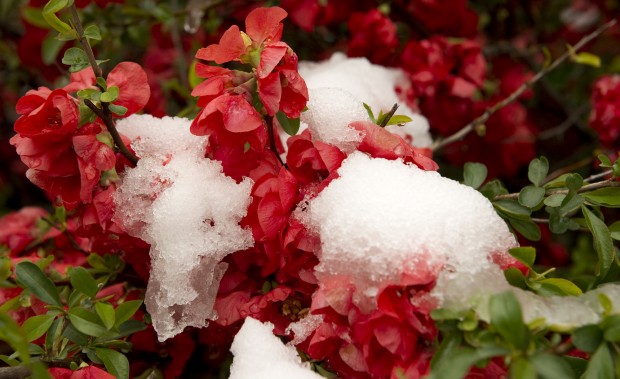 Snow on flowers